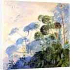 Angelica Shadows by Timothy Easton