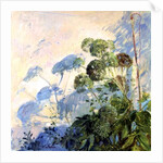 Angelica Shadows by Timothy Easton