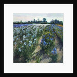 Blue and White Irises, Wortham by Timothy Easton