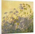 Lovage, Clematis and Shadows, 1999 by Timothy Easton