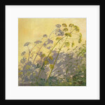 Lovage, Clematis and Shadows, 1999 by Timothy Easton