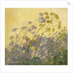 Lovage, Clematis and Shadows, 1999 by Timothy Easton