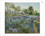 October Delphiniums by Timothy Easton