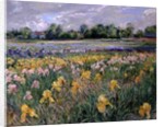 Cottages and Iris Field by Timothy Easton