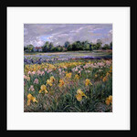 Cottages and Iris Field by Timothy Easton