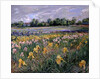 Cottages and Iris Field by Timothy Easton