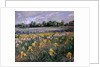 Cottages and Iris Field by Timothy Easton