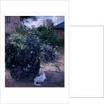 Bee Watching by Timothy Easton