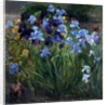 The Iris Bed, Bedfield, 1996 by Timothy Easton