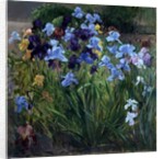 The Iris Bed, Bedfield, 1996 by Timothy Easton