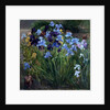 The Iris Bed, Bedfield, 1996 by Timothy Easton