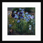 The Iris Bed, Bedfield, 1996 by Timothy Easton