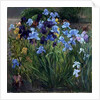 The Iris Bed, Bedfield, 1996 by Timothy Easton