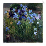 The Iris Bed, Bedfield, 1996 by Timothy Easton