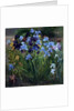 The Iris Bed, Bedfield, 1996 by Timothy Easton