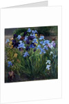 The Iris Bed, Bedfield, 1996 by Timothy Easton