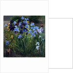 The Iris Bed, Bedfield, 1996 by Timothy Easton