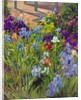 Irises and Summer House Shadows, 1996 by Timothy Easton