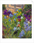 Irises and Summer House Shadows, 1996 by Timothy Easton