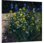 Oxeye Daisies Against the Irises by Timothy Easton
