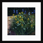 Oxeye Daisies Against the Irises by Timothy Easton