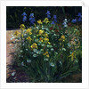 Oxeye Daisies Against the Irises by Timothy Easton