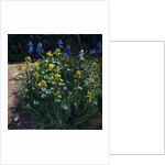 Oxeye Daisies Against the Irises by Timothy Easton