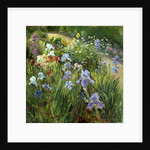 Irises and Oxeye Daisies, 1997 by Timothy Easton