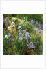 Irises and Oxeye Daisies, 1997 by Timothy Easton