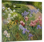 Irises at Bedfield by Timothy Easton