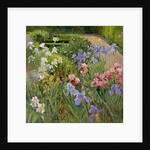 Irises at Bedfield by Timothy Easton