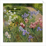 Irises at Bedfield by Timothy Easton