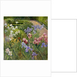 Irises at Bedfield by Timothy Easton