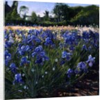 Above the Blue Irises by Timothy Easton