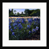 Above the Blue Irises by Timothy Easton