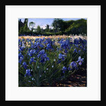 Above the Blue Irises by Timothy Easton