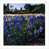 Above the Blue Irises by Timothy Easton