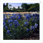 Above the Blue Irises by Timothy Easton