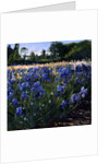 Above the Blue Irises by Timothy Easton