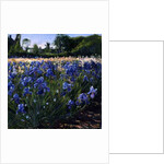 Above the Blue Irises by Timothy Easton