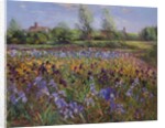 Irises and Burgate Green by Timothy Easton