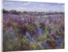 Delphinium Field and Church by Timothy Easton