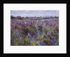 Delphinium Field and Church by Timothy Easton