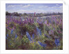Delphinium Field and Church by Timothy Easton