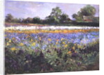 Iris Field and Two Cottages by Timothy Easton