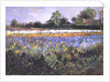 Iris Field and Two Cottages by Timothy Easton
