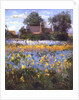 The Enclosed Cottages in the Iris Field by Timothy Easton