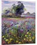 Irises and Distant May Tree, 1993 by Timothy Easton