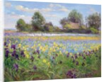Farmstead and Iris Field, 1992 by Timothy Easton