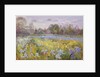 Iris Field in the Evening Light, 1993 by Timothy Easton